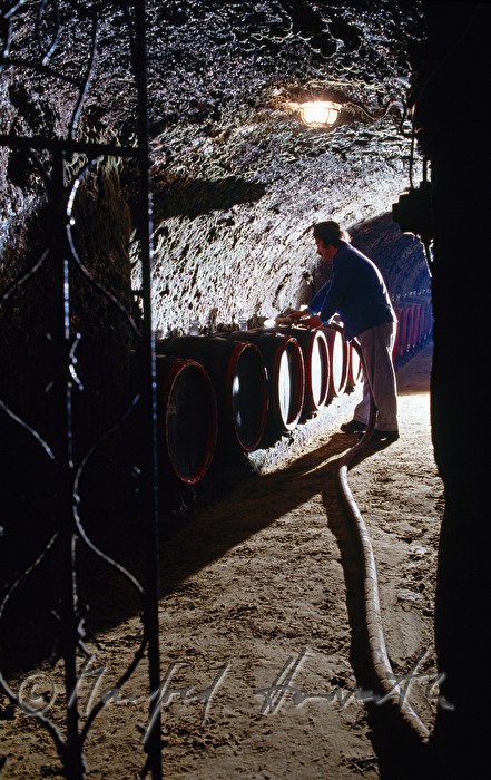 vintner in the wine cellar fills barrels