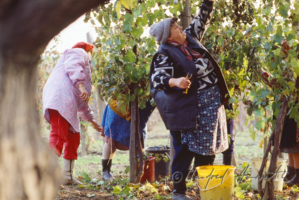vintner harvests grapes