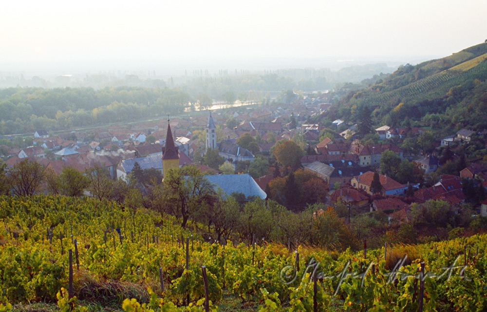 vinyards, town and Theiss