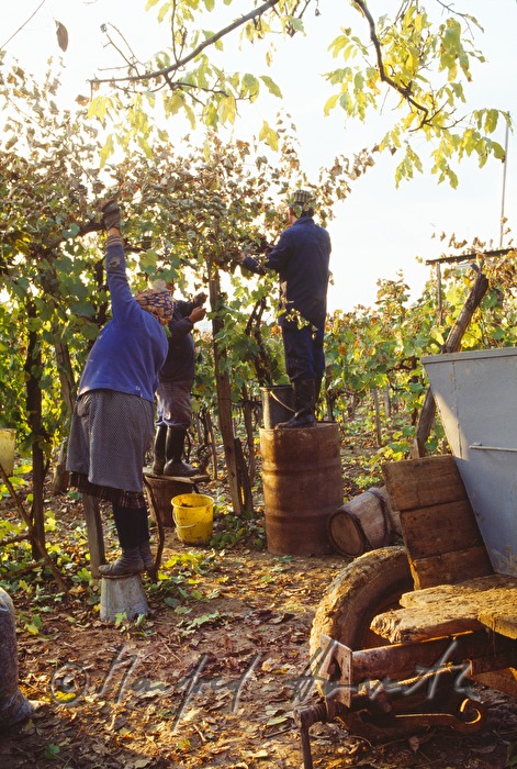 vintners harvest grapes