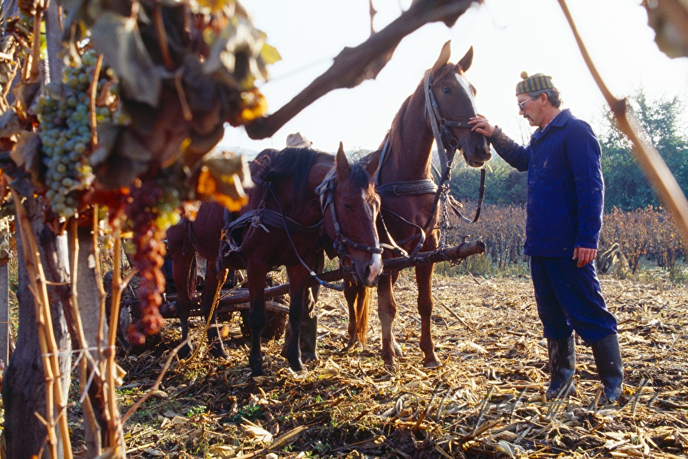 vintner with horse cab