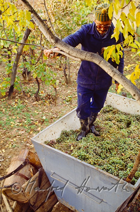 vintner tamps grapes in a vat