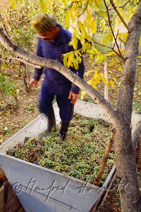 vintner tamps grapes in a vat