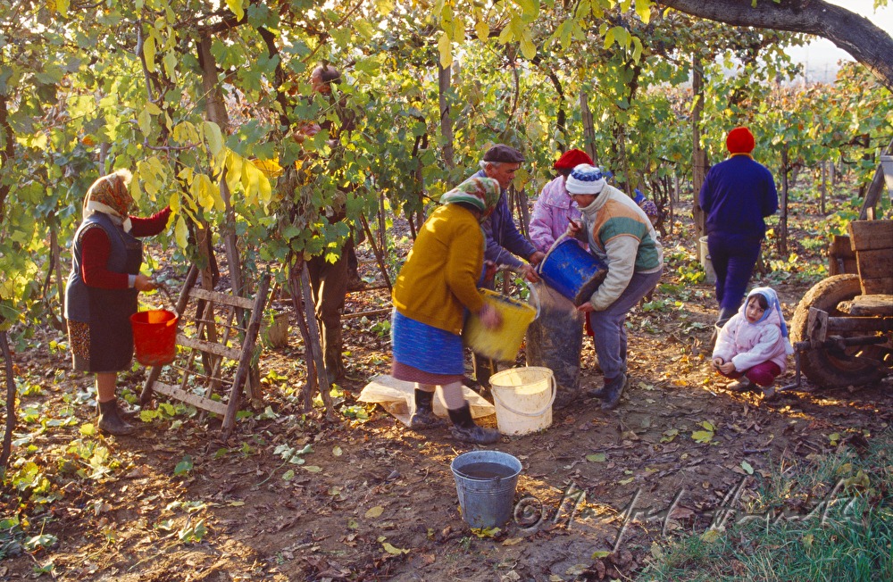 vintners harvest grapes