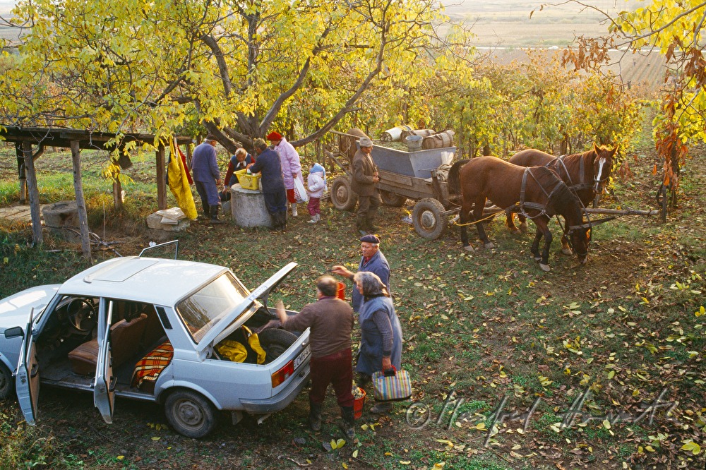 vintners and workers with horse cab