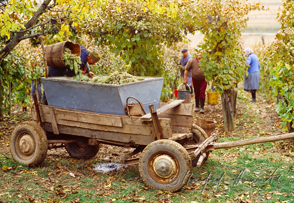 vintners and workers with horse cab