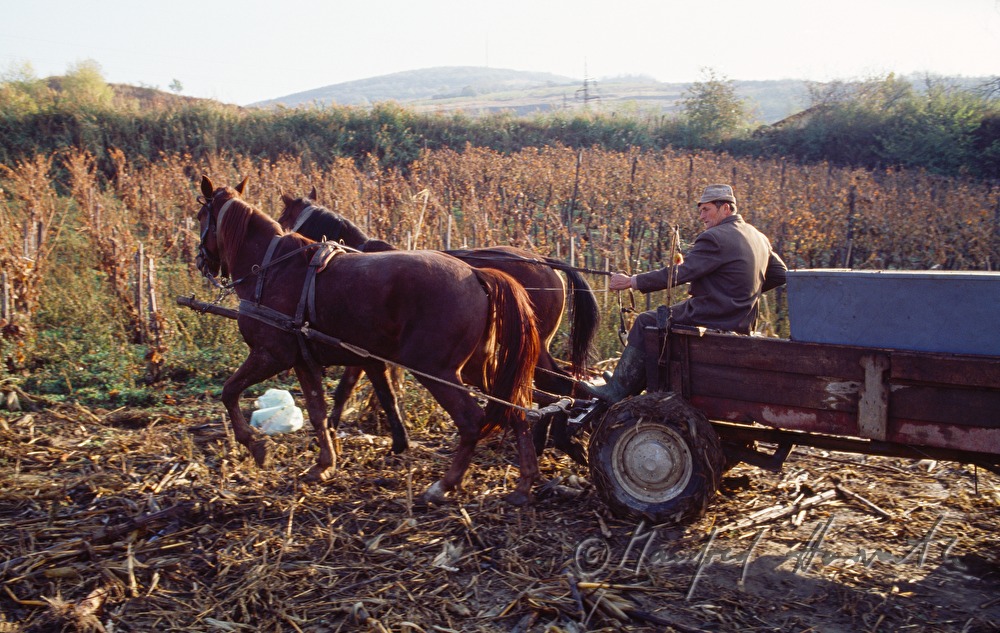vintner with horse cab