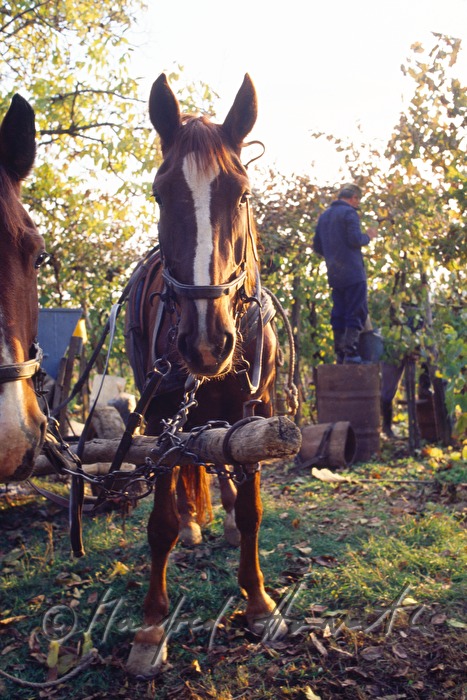 vintners and workers with horse cab