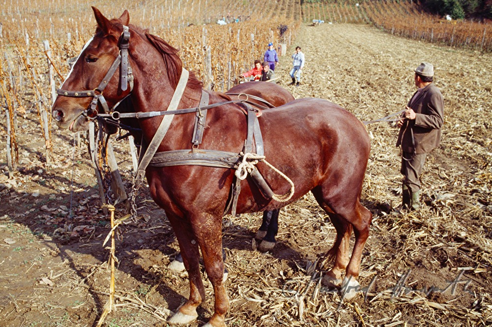 vintner with horse cab
