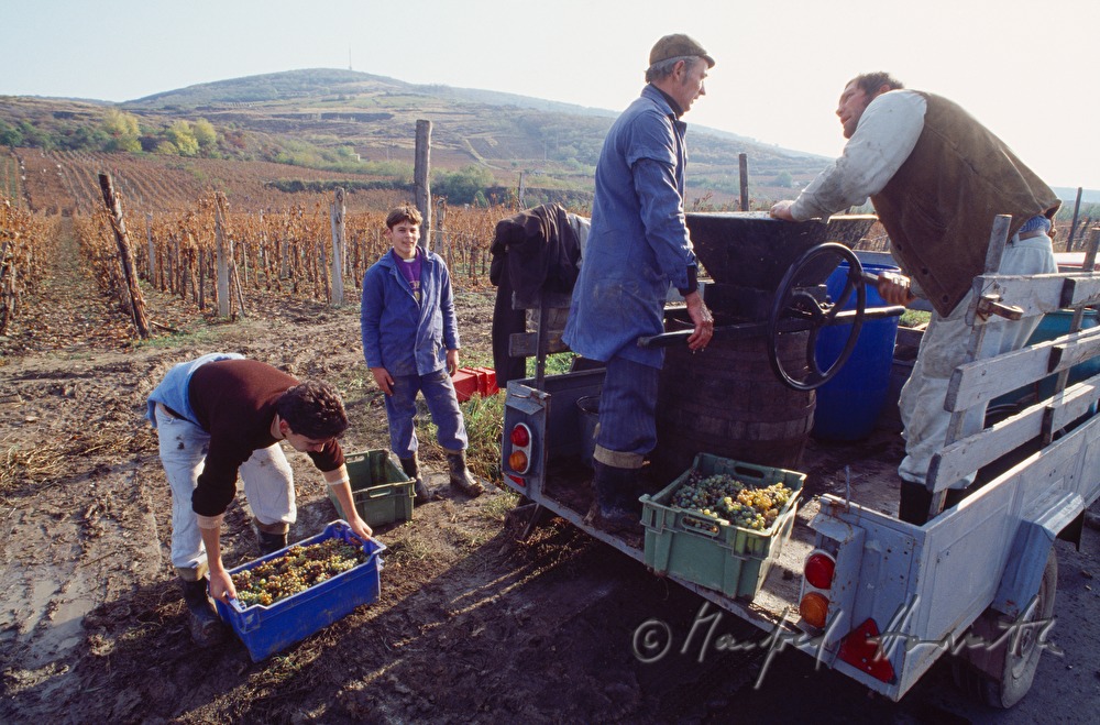vintners harvest grapes
