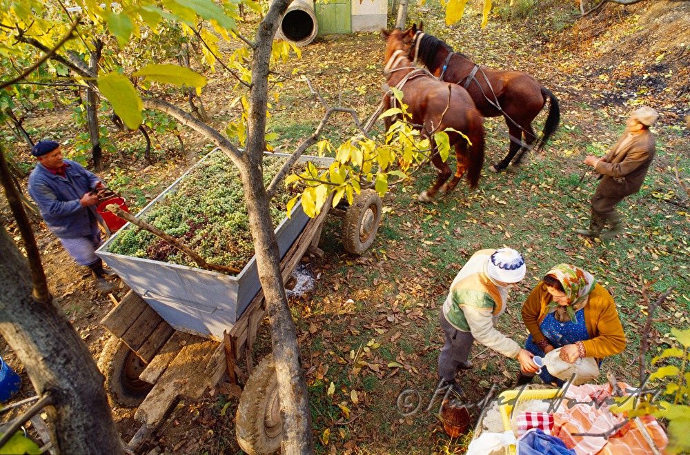 vintners and workers with horse cab