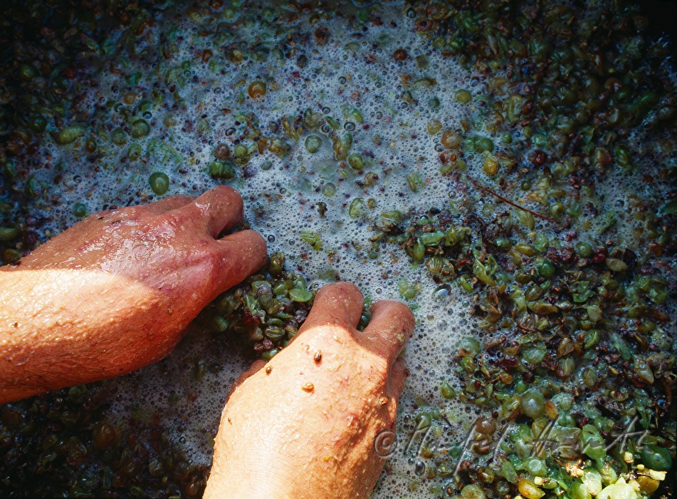 vintner squeezes grapes in a vat