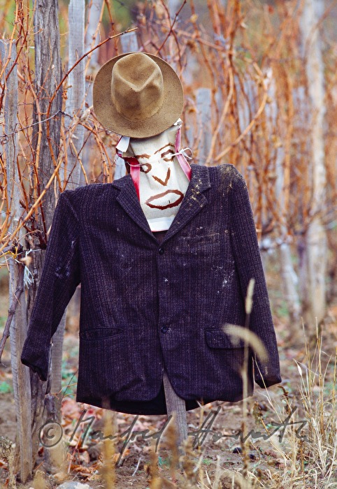 ragamuffin in a vineyard