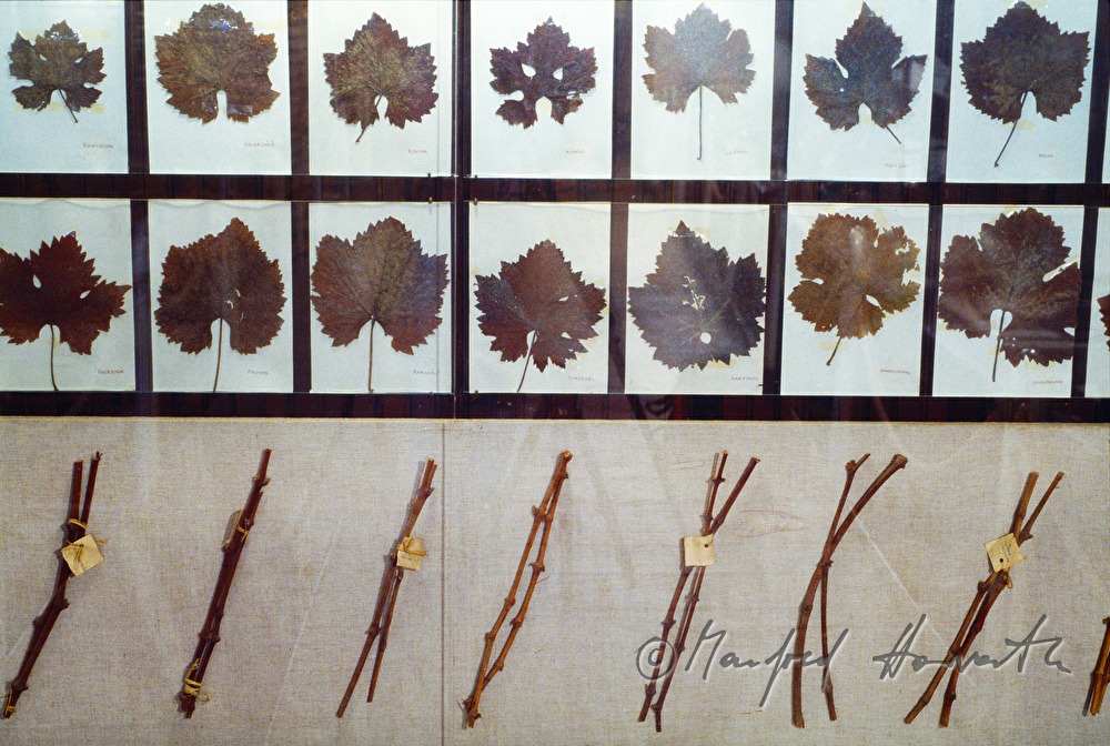 Tokaj Wine Museum: vines and leafs