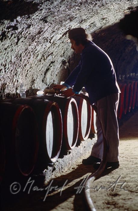 vintner in the wine cellar fills barrels