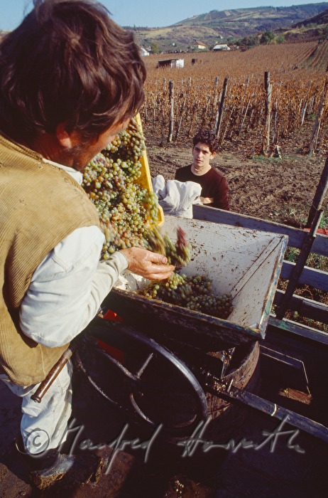 vintners harvest grapes