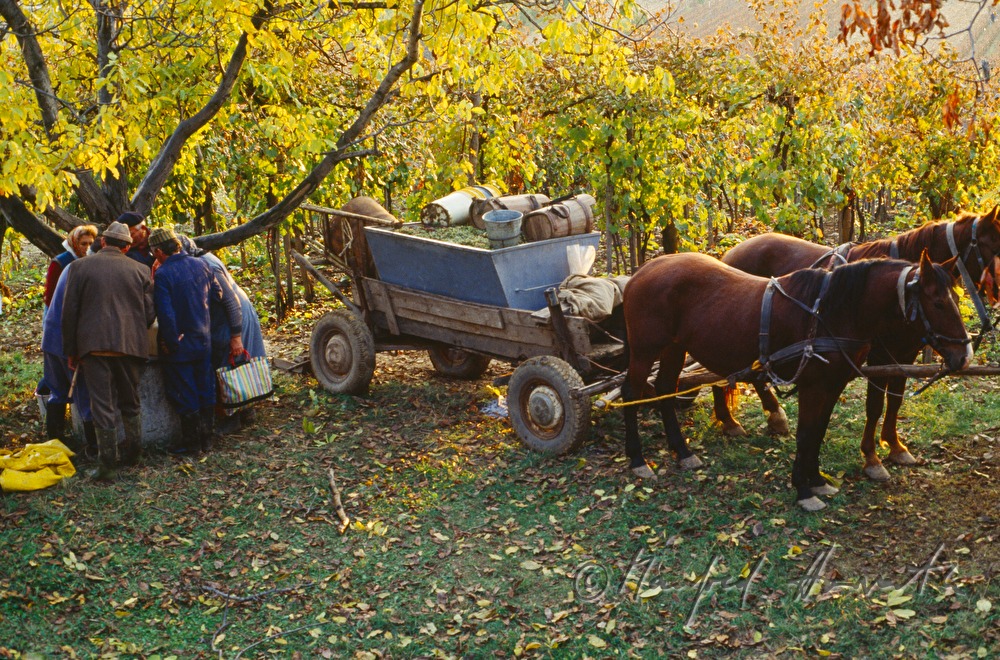 vintners and workers with horse cab