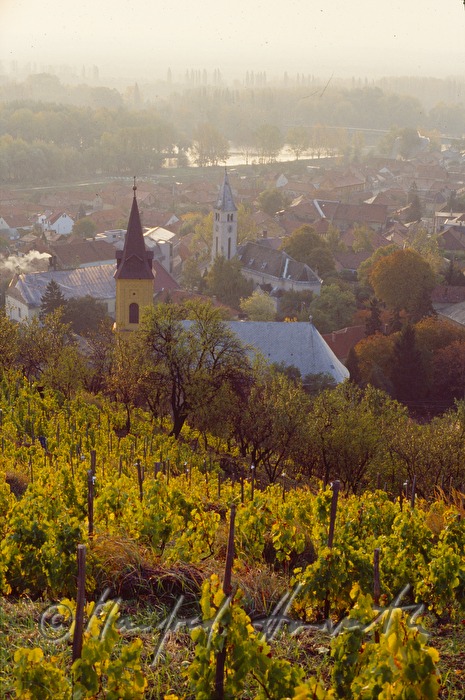 vinyards, town and Theiss