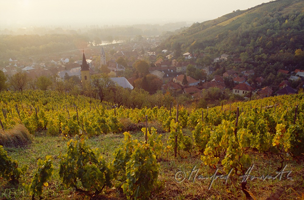 vinyards, town and Theiss