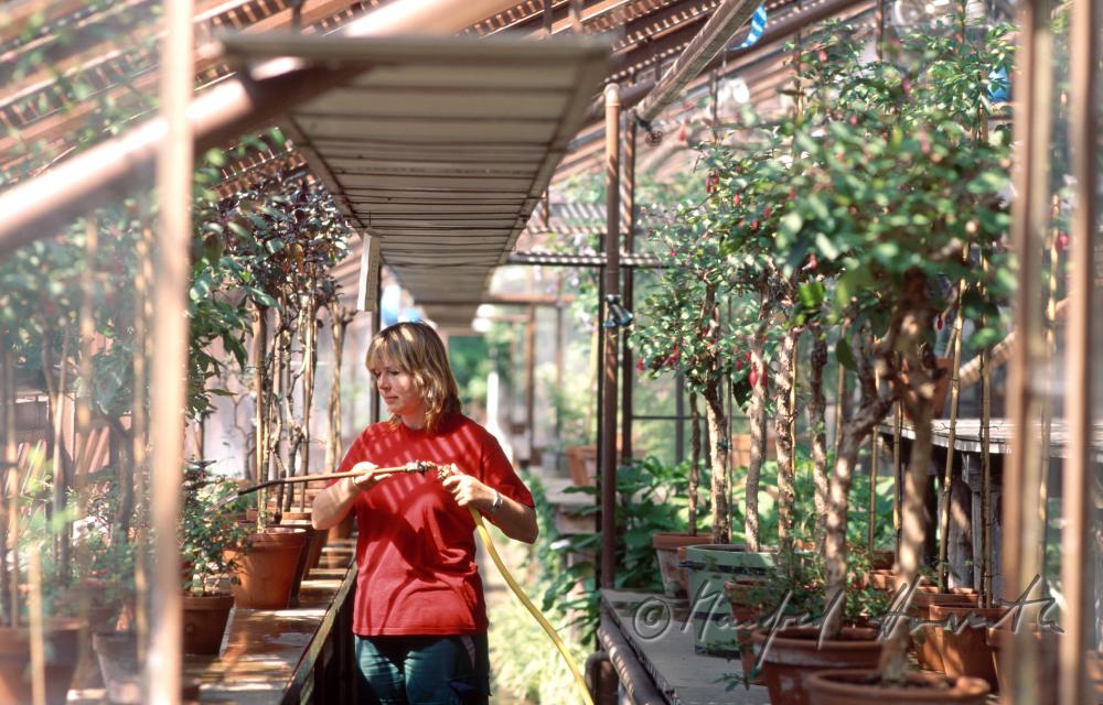 gardener at work in the greenhouse