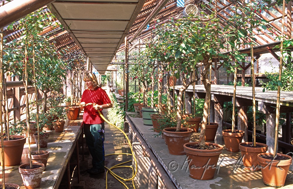 gardener at work in the greenhouse
