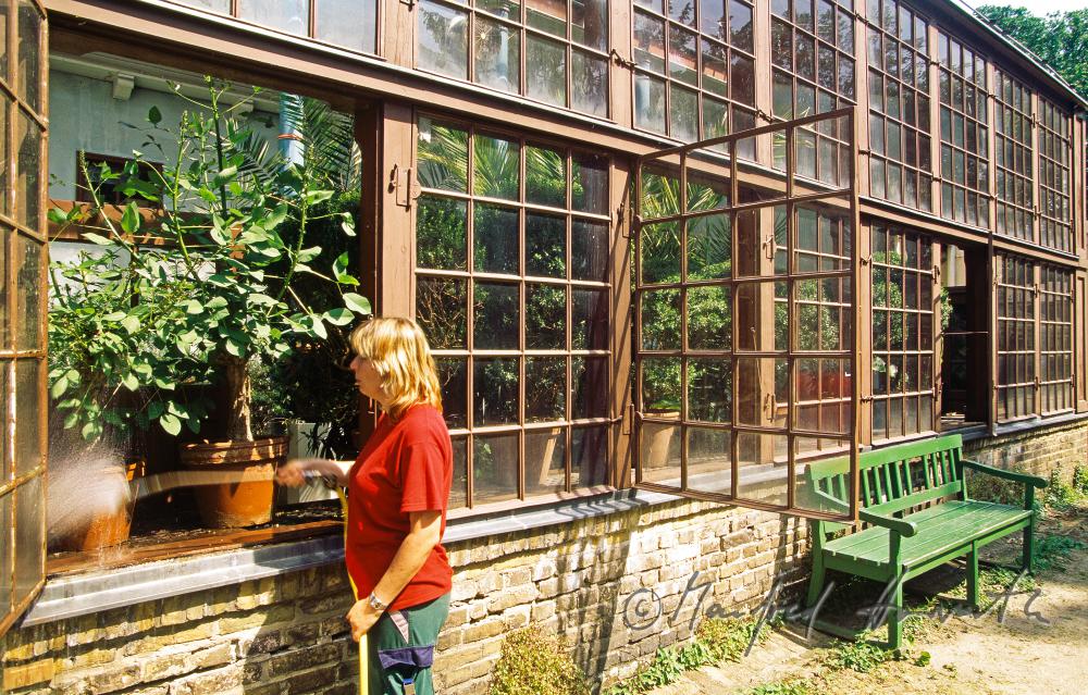 gardener at work in the greenhouse