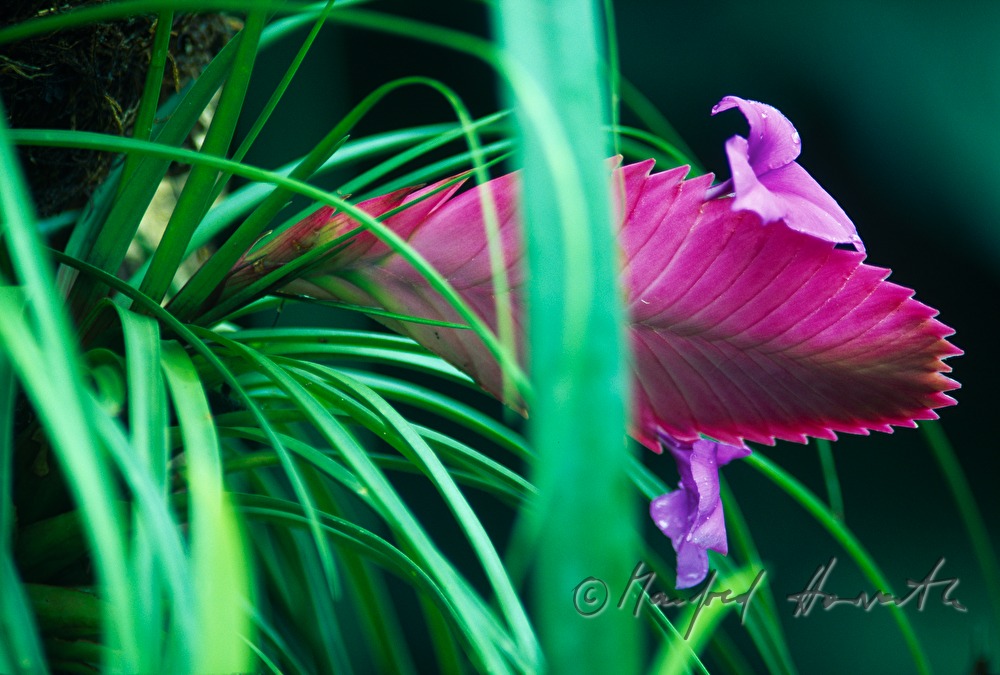blooning plant