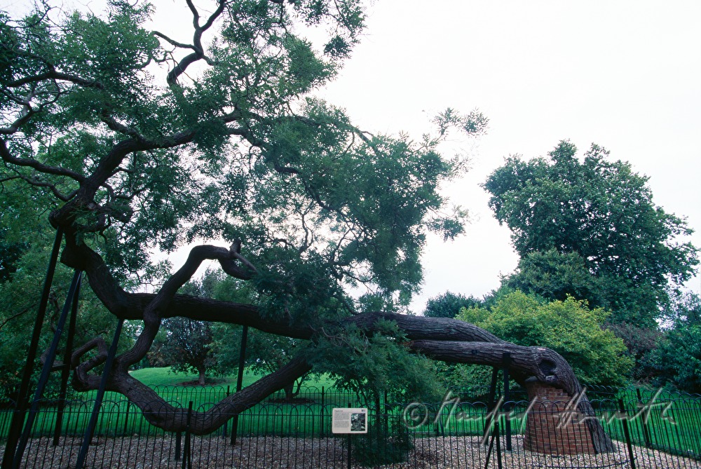 sustained old  tree