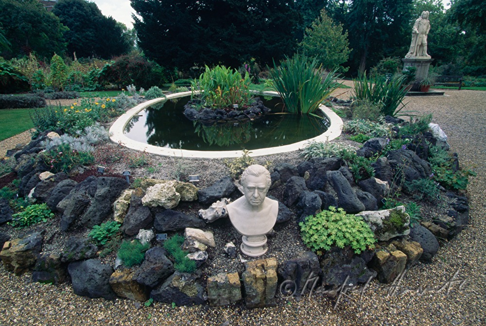 herbs around a pond