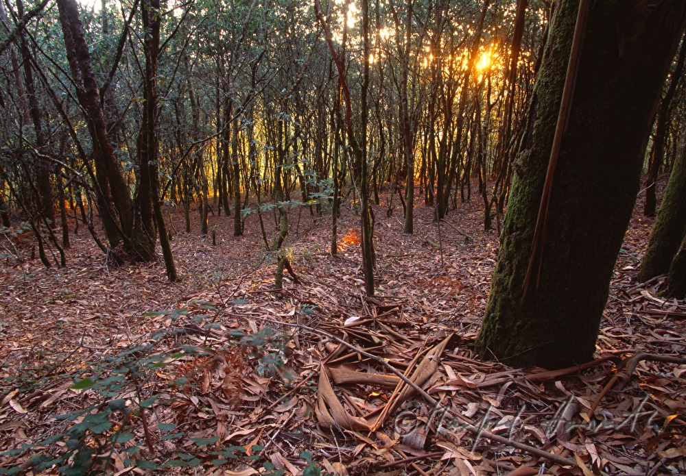 forest with Eucalyptus bark on the forest floor