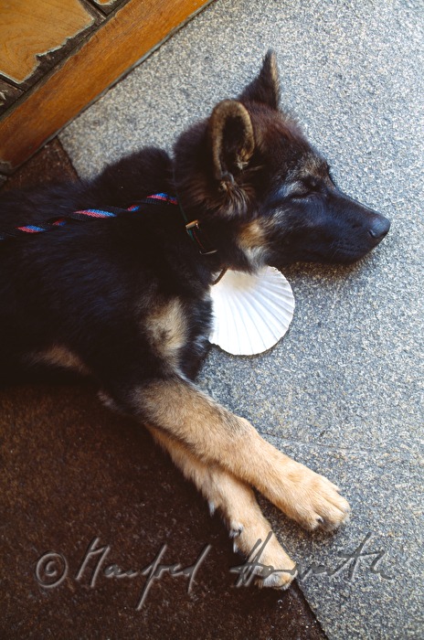 dog with scallop as a neckband