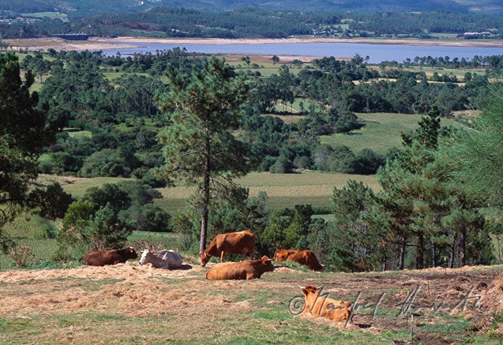 cattle near Olveiroa