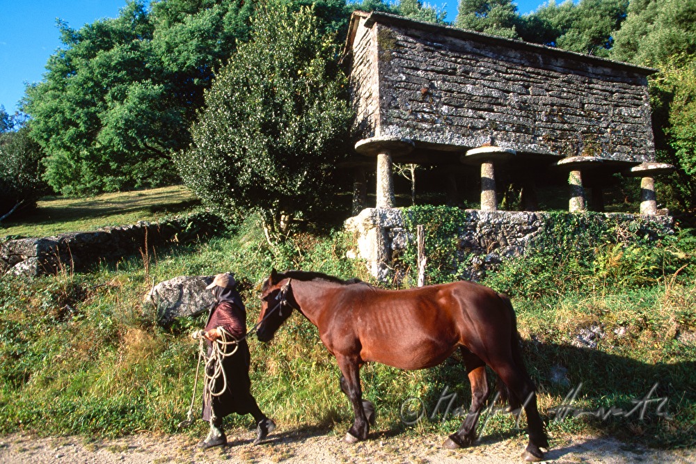 farmers wife with horse near a 