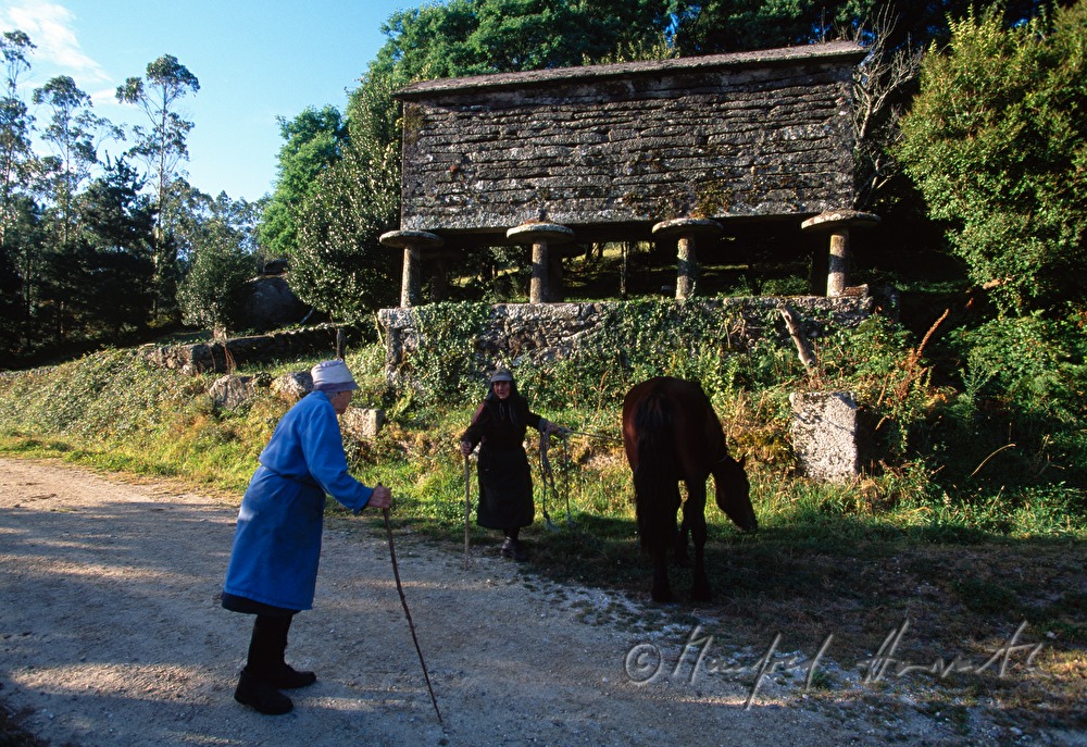 farmers wife with horse near a 