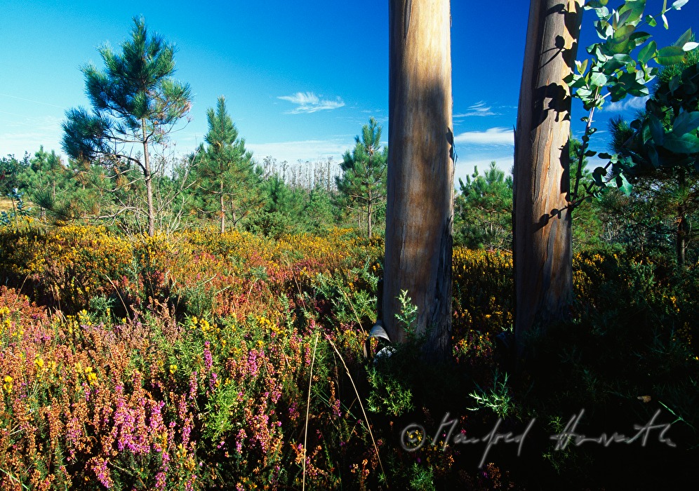forest glade with eucalyptus tree trunks