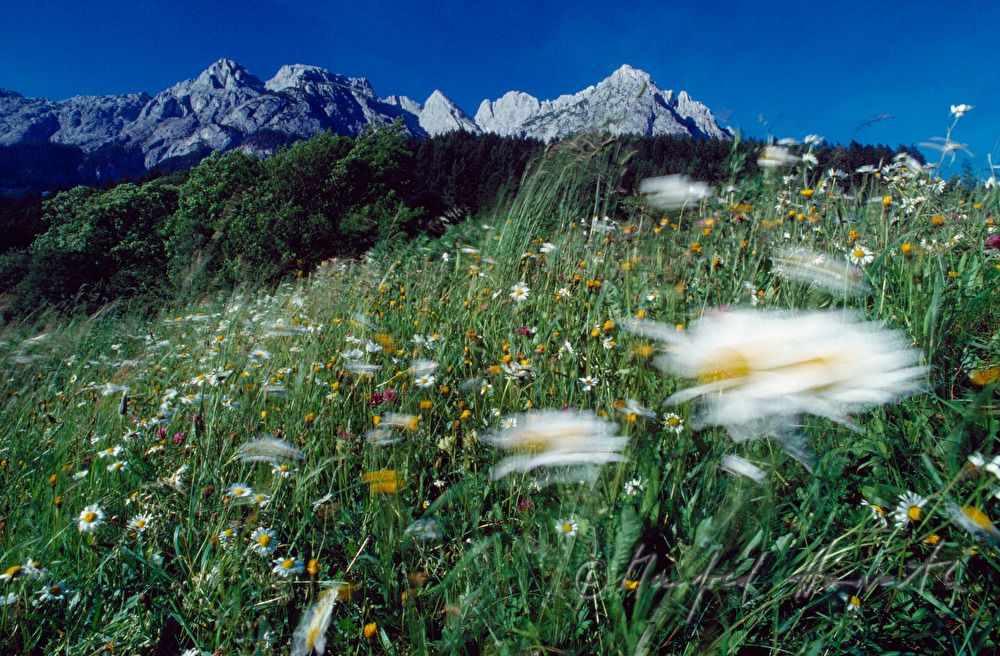 meadow near Werfen