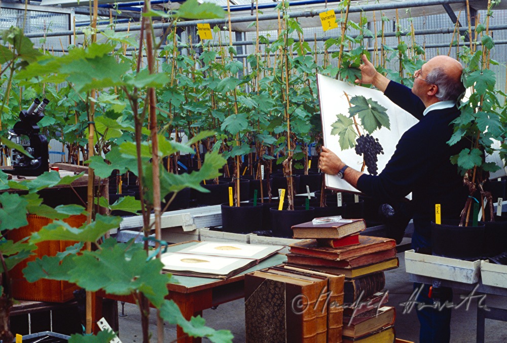 school for winegrowing, librarian compares wine leaves with pictures