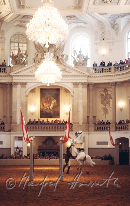 Courbette during a performance