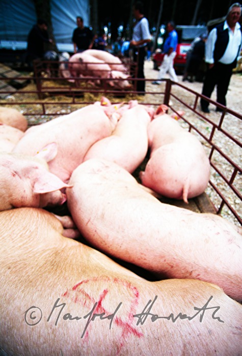sale of porks from the ramp