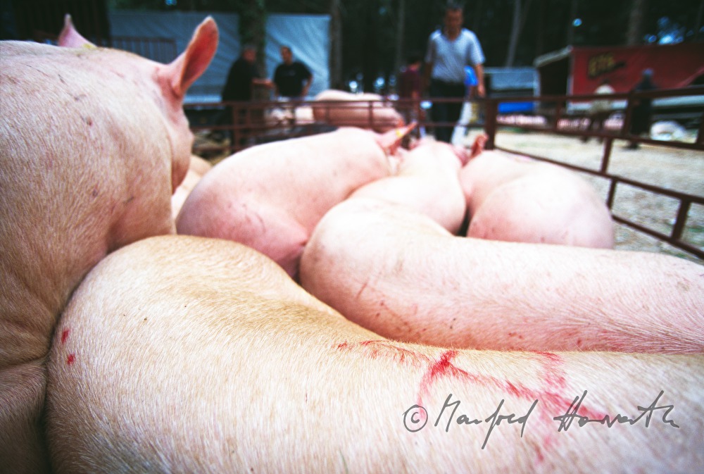 sale of porks from the ramp