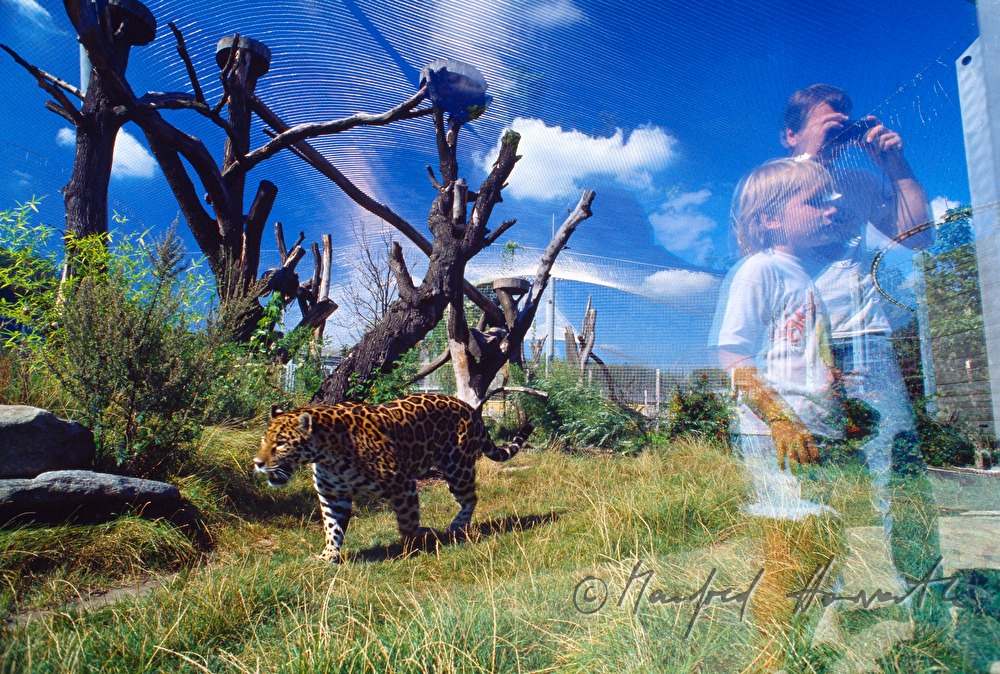 leopard and visitors