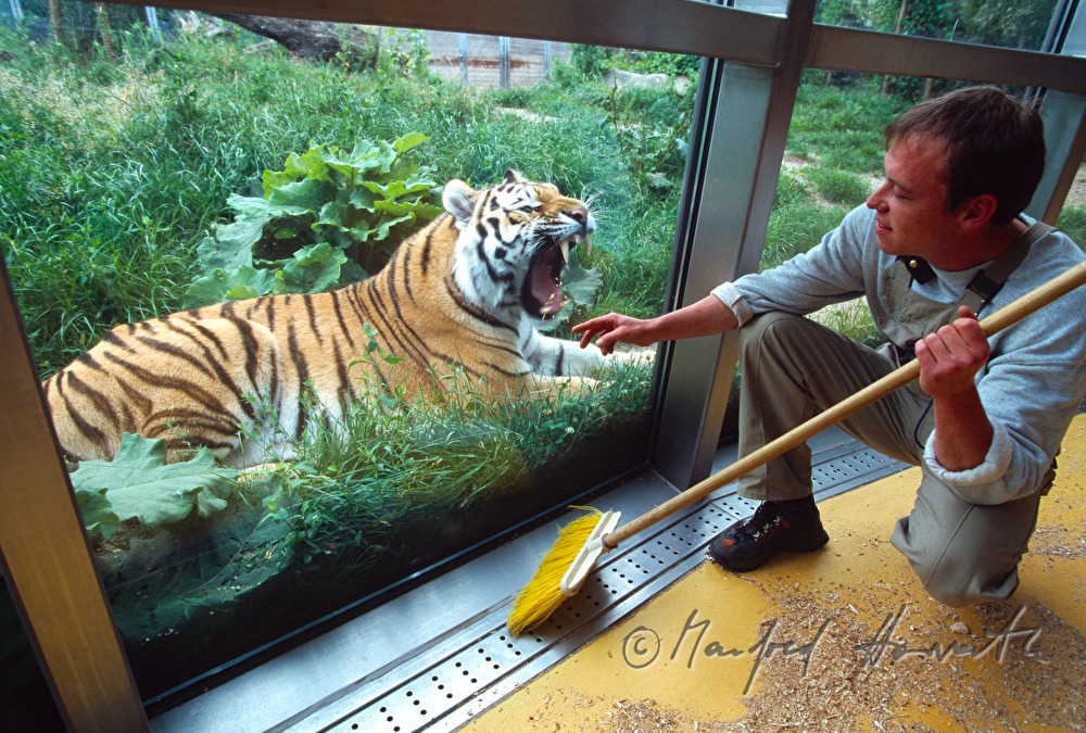 tiger and zookeeper