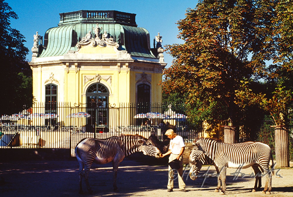 gazebo and zebras with zookeeper