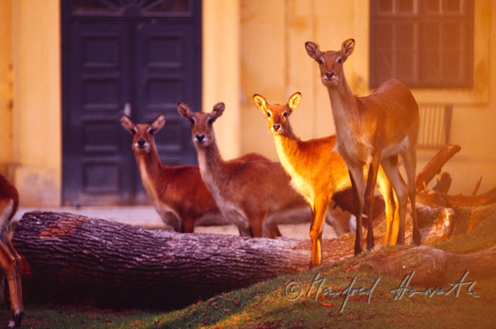 gazing gazelles