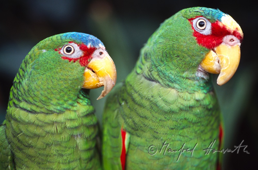 a pair of parrots