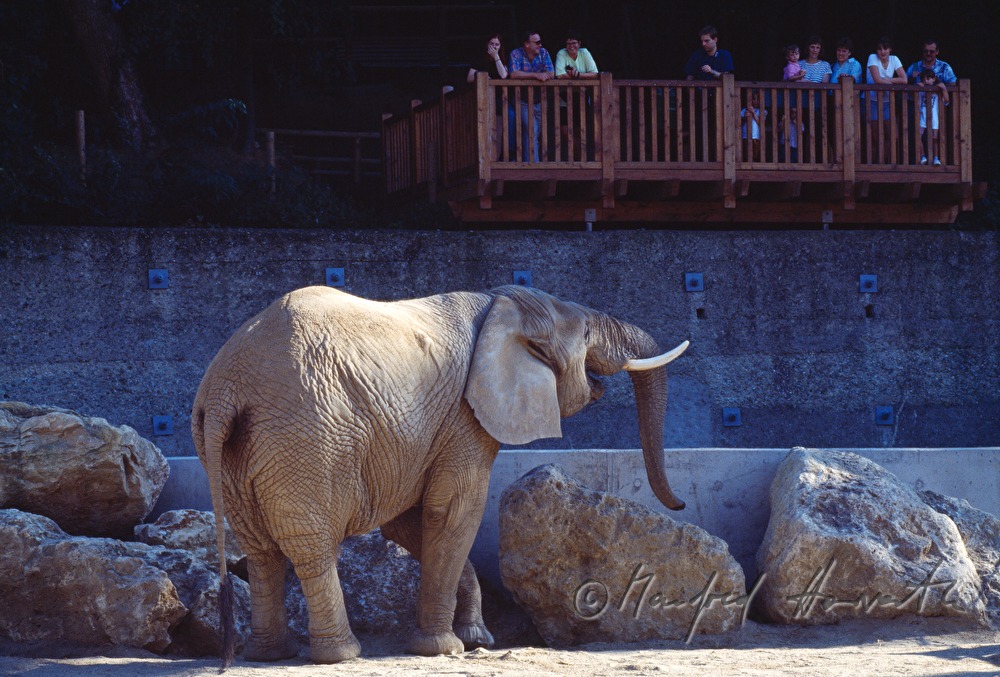 elephant and visitors