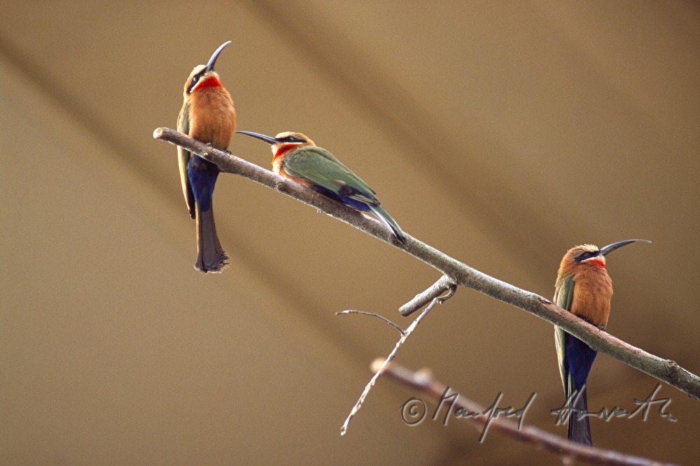 bee-eaters in the bird house
