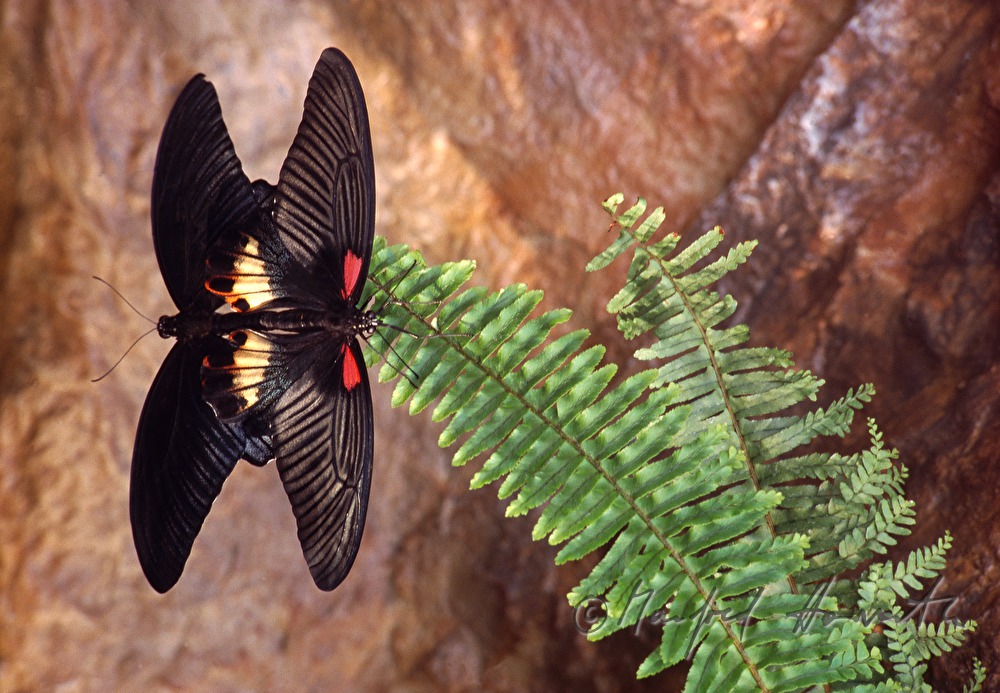 butterfly on a fern