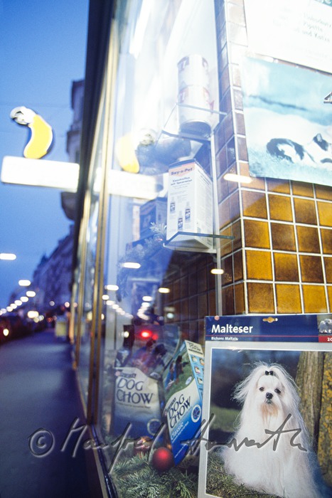 show window with a Maltese dog on a poster