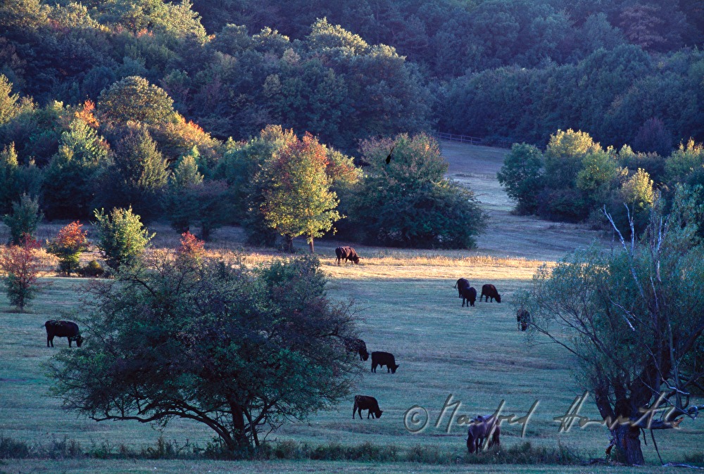 horses and cattle in the nature reserve